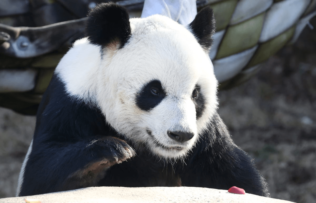 苹果版的熊猫助手官网地址:旅美大熊猫“乐乐”突然离世！