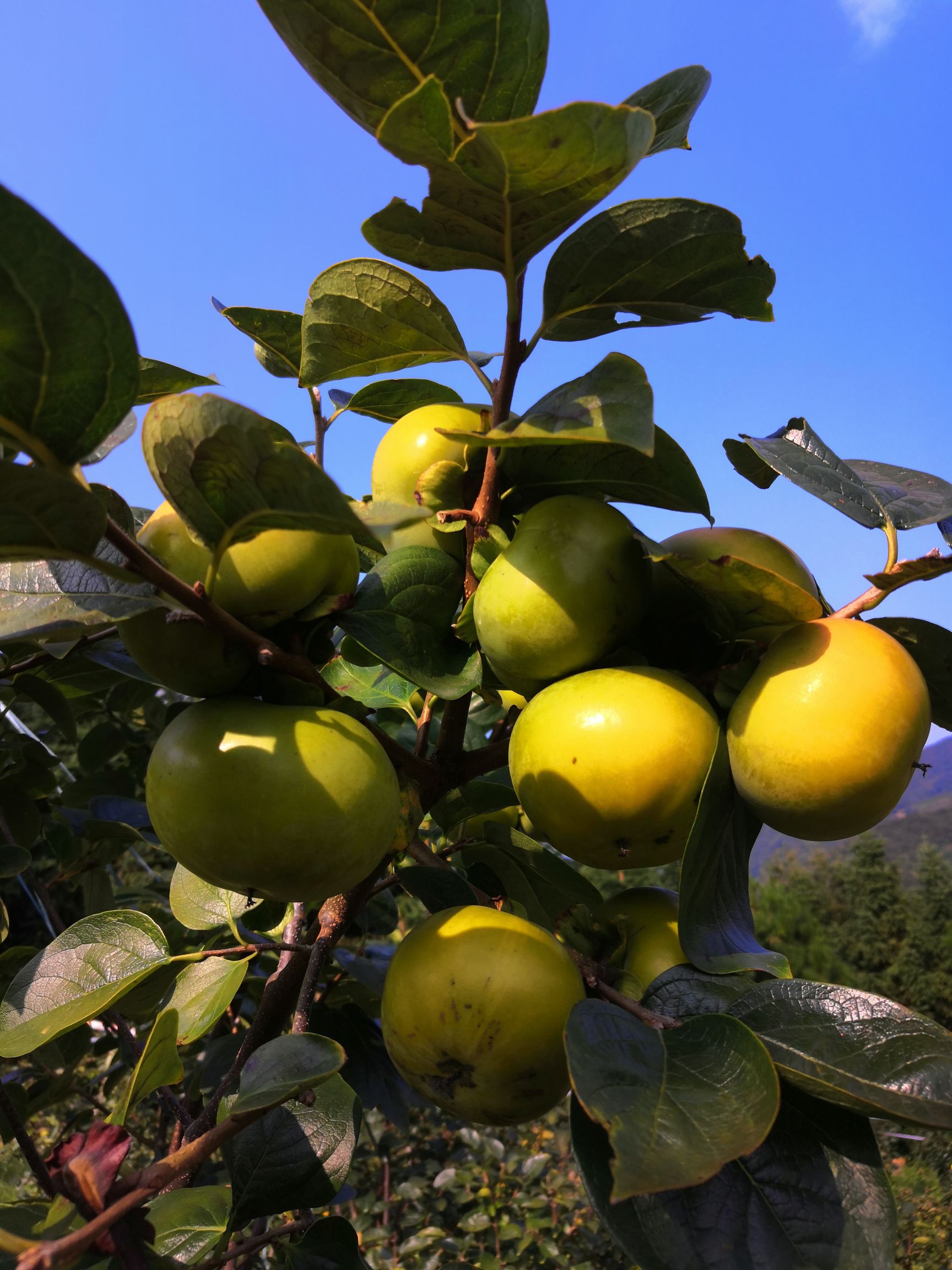 三峡苹果柿子新闻苹果柿和脆柿子的区别-第2张图片-太平洋在线下载