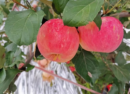 新品种苹果熟了的新闻新苹果水果什么时候上市-第2张图片-太平洋在线下载