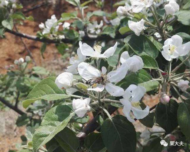 苹果花后管理新闻苹果手机如何浏览新闻-第1张图片-太平洋在线下载