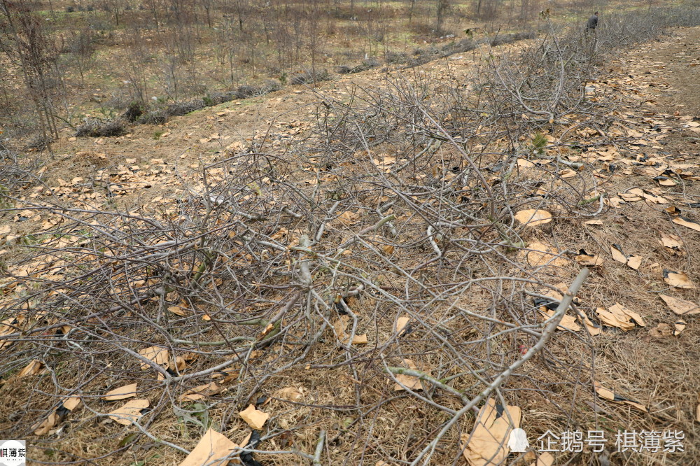 苹果砍树最新消息新闻视频广州砍树事件为何引起高层震怒